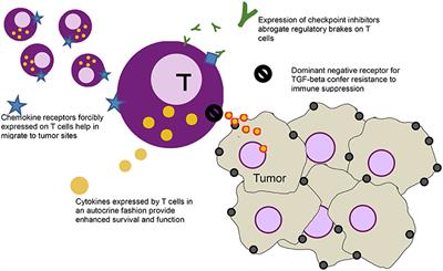 Beyond CAR T Cells: Other Cell-Based Immunotherapeutic Strategies Against Cancer